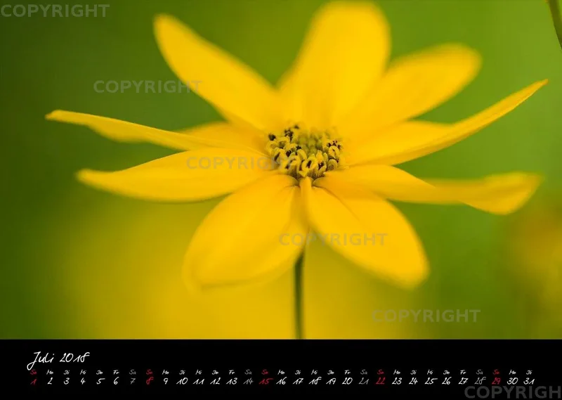 (23) Bildkalender A3 quer - Blumige Zeiten (II) 2018
