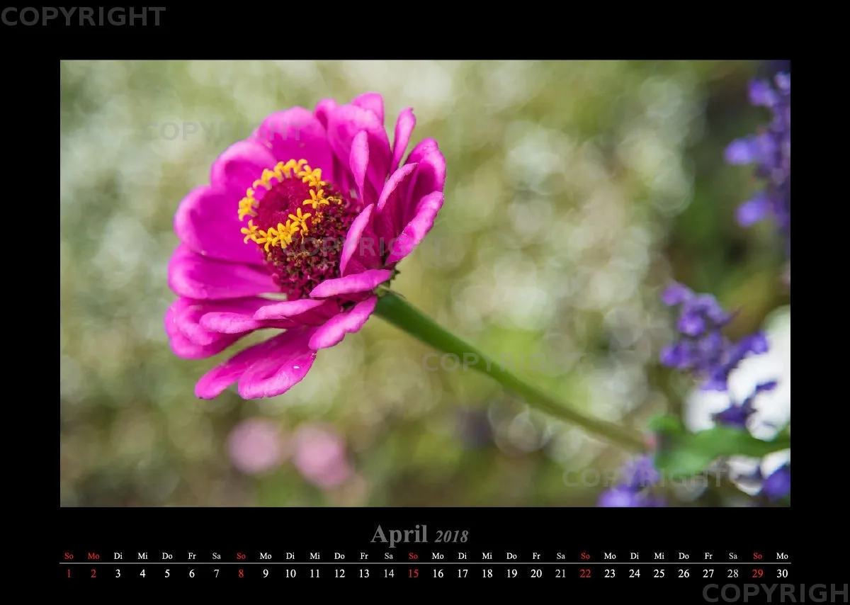 (45) Bildkalender A3 quer - Gartenschau 2018