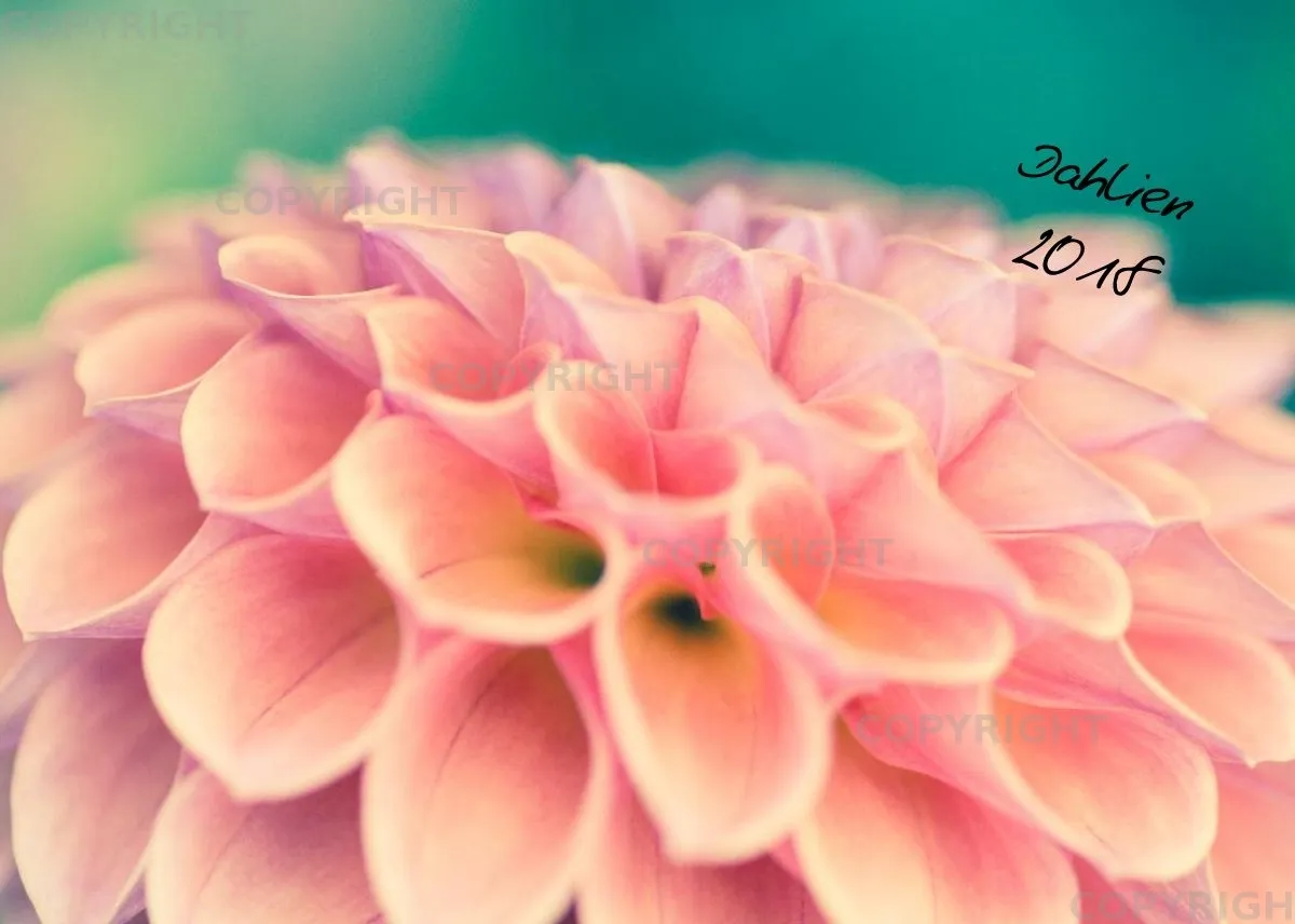 (30) Tischkalender A5 quer - Dahlien 2018