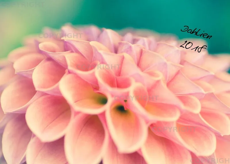 (30) Tischkalender A5 quer - Dahlien 2018
