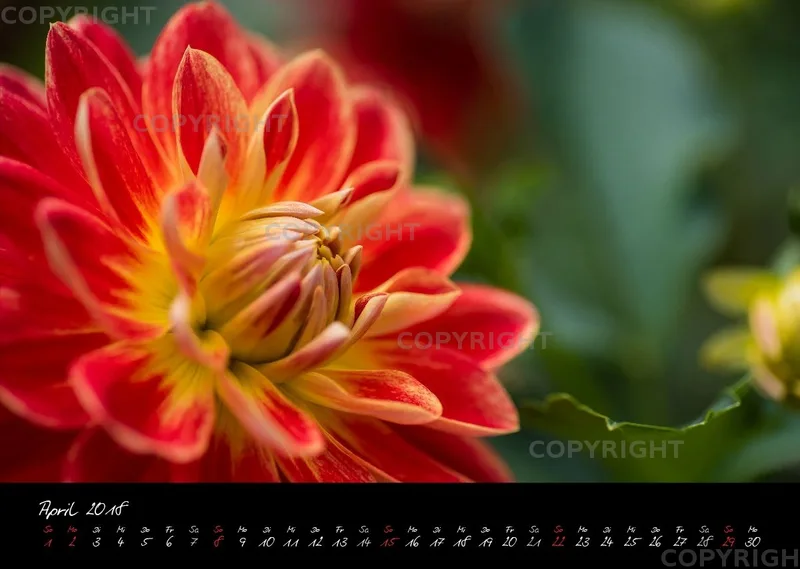 (37) Bildkalender A3 quer - Dahlien 2018