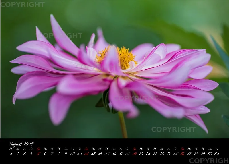 (39) Tischkalender A5 quer - Dahlienzauber 2018