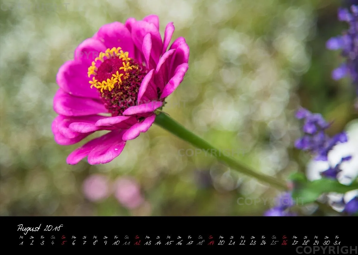 (38) Bildkalender A3 quer - Pink Flowers 2018