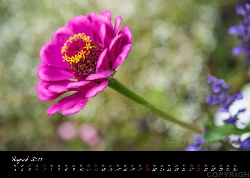 (38) Bildkalender A3 quer - Pink Flowers 2018