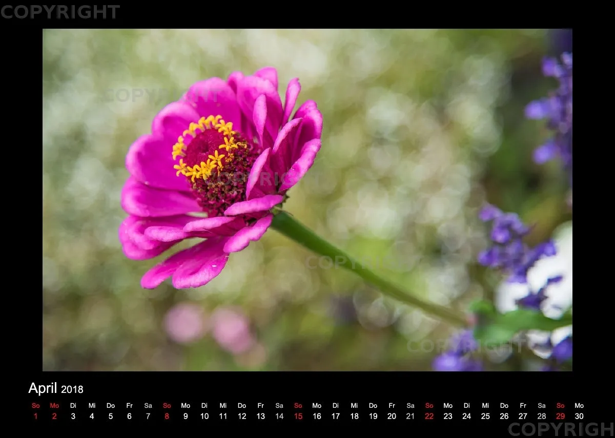 (46) Bildkalender A4 quer - Gartenschau 2018