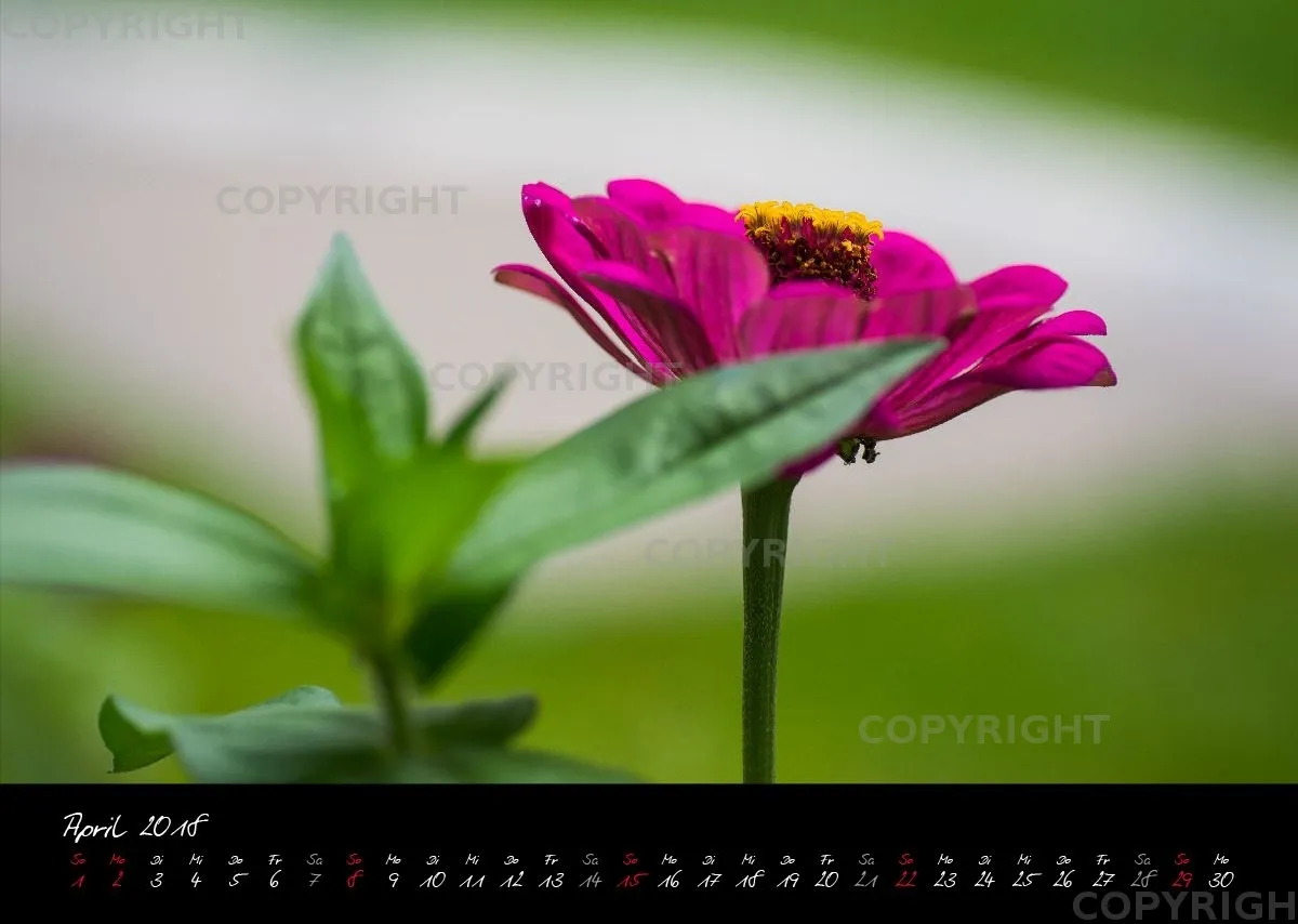 (38) Bildkalender A3 quer - Pink Flowers 2018