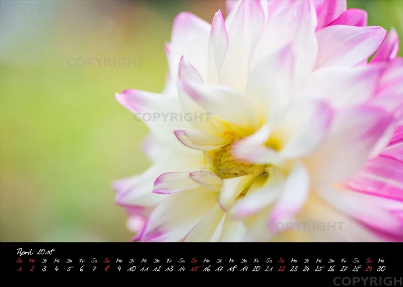(39) Tischkalender A5 quer - Dahlienzauber 2018
