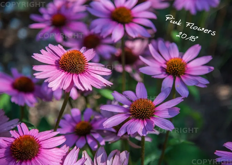 (38) Bildkalender A3 quer - Pink Flowers 2018