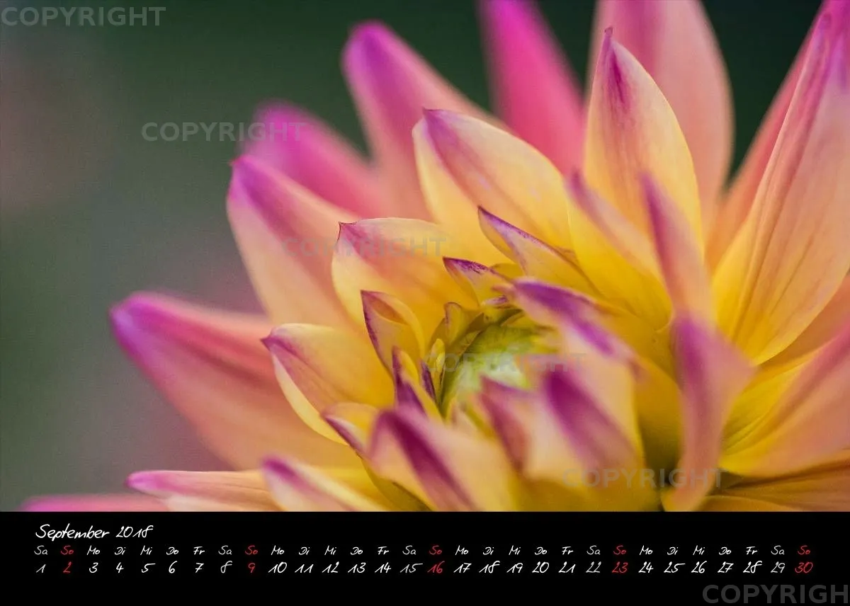 (30) Tischkalender A5 quer - Dahlien 2018