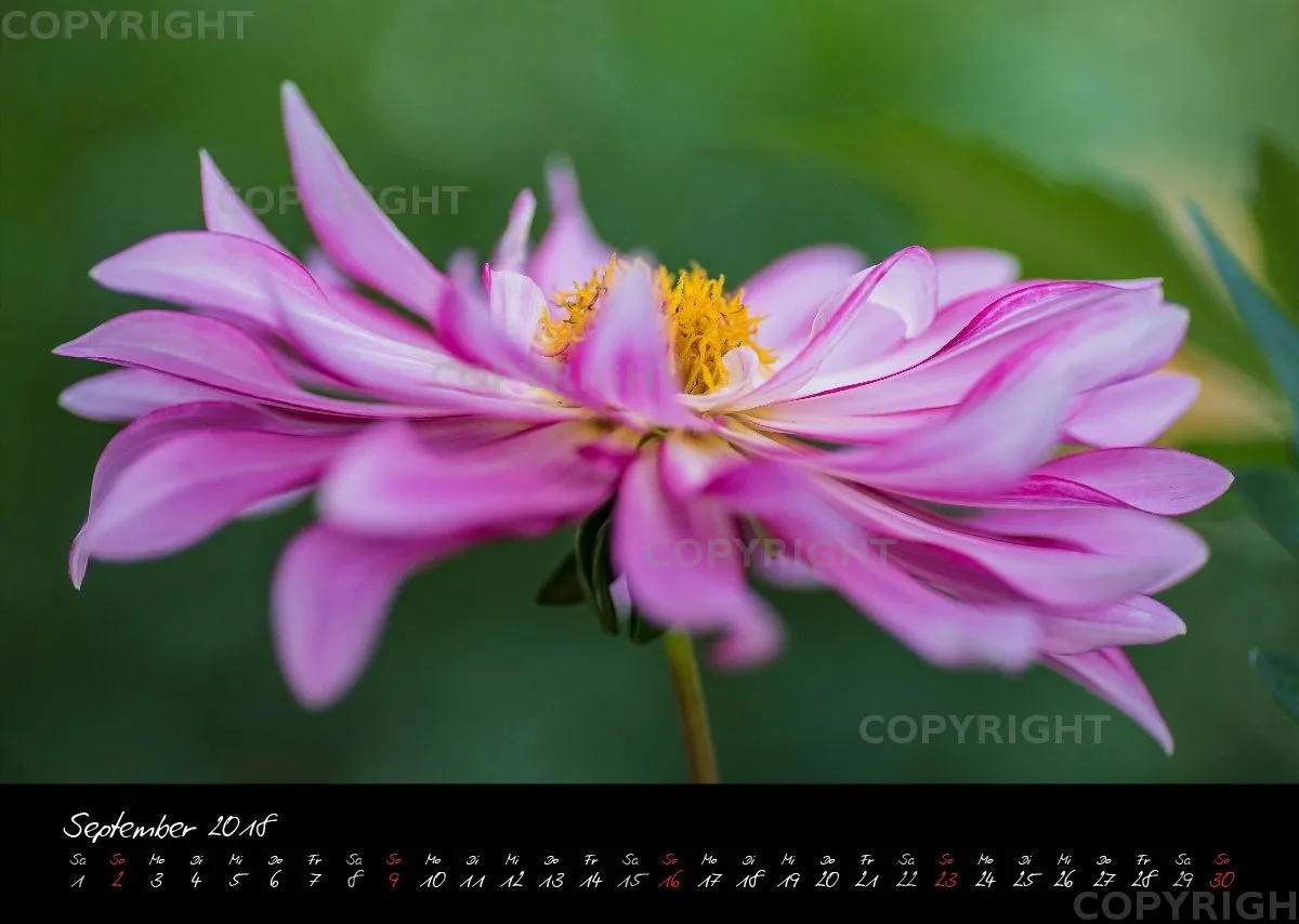 (37) Bildkalender A3 quer - Dahlien 2018