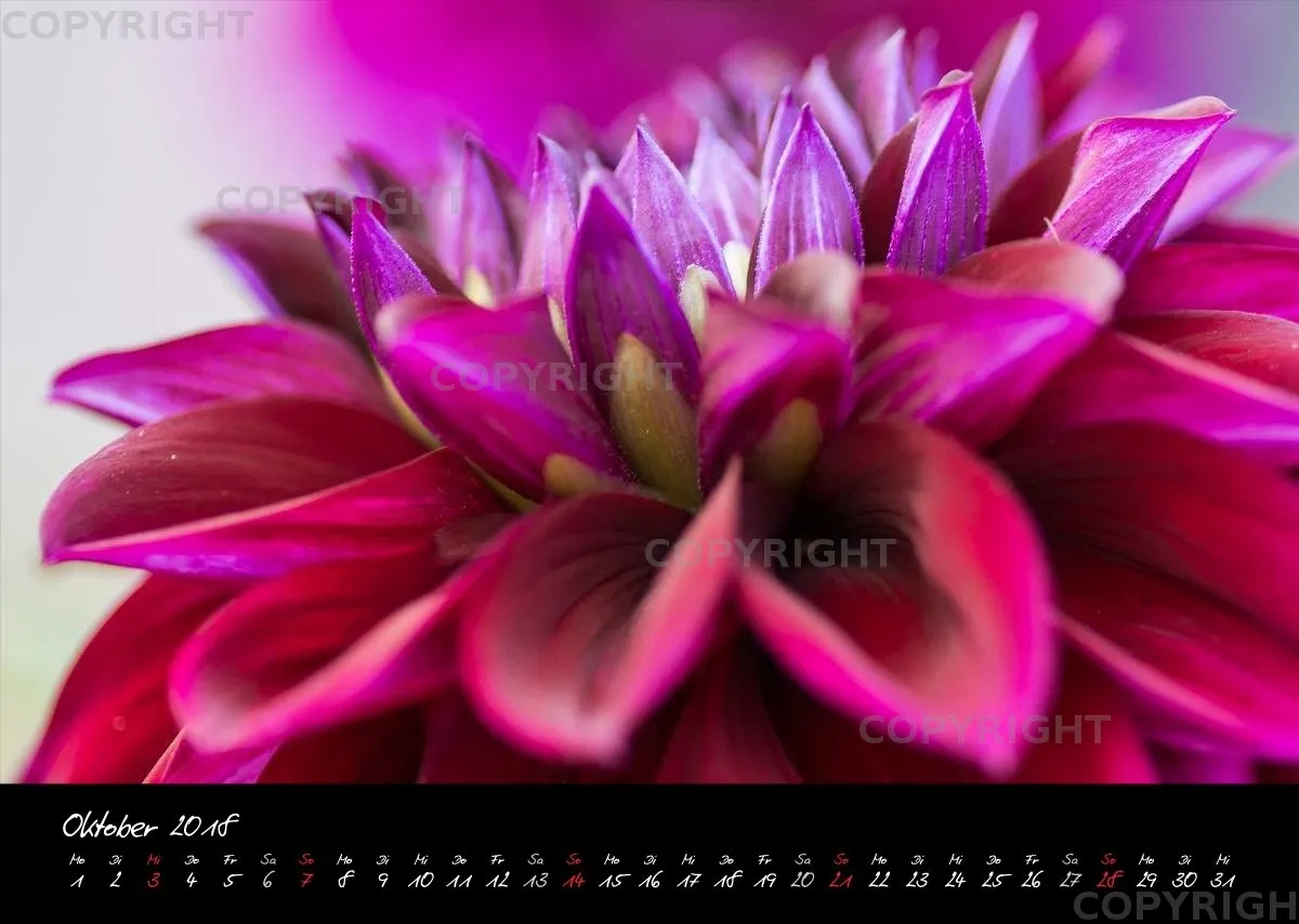 (25) Bildkalender A3 quer - Dahlien 2018