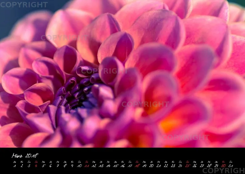 (25) Bildkalender A3 quer - Dahlien 2018