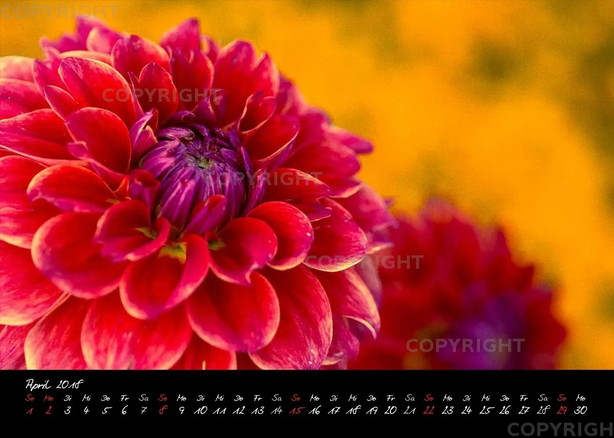 (30) Tischkalender A5 quer - Dahlien 2018