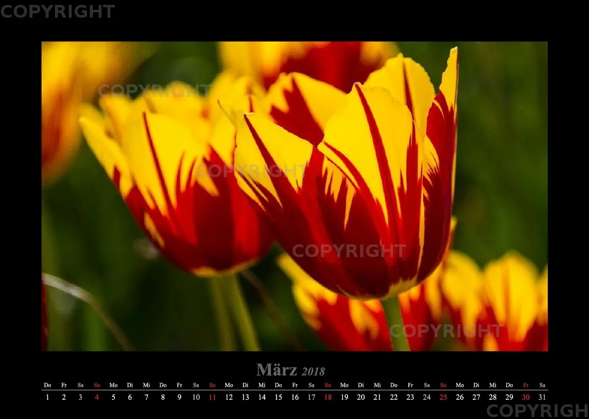 (22) Bildkalender A3 quer - Blumige Zeiten 2018