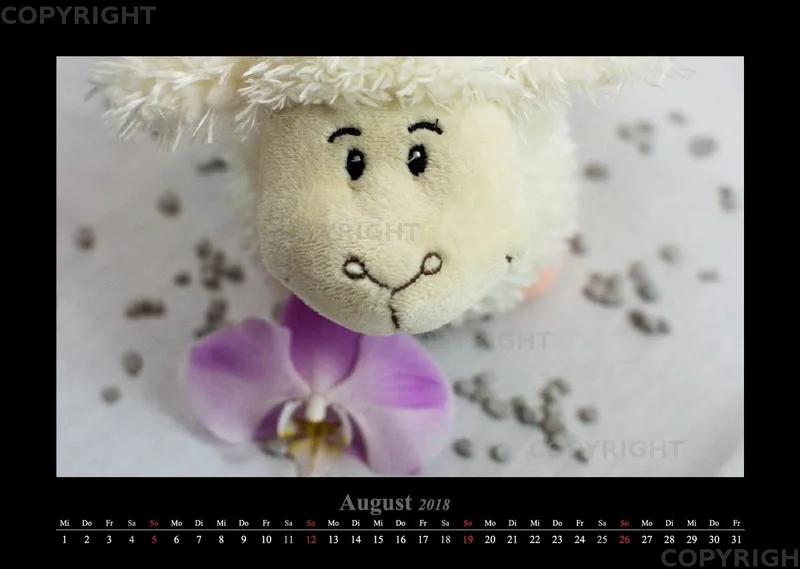 (14) Bildkalender A3 quer - Schafe Momente 2018