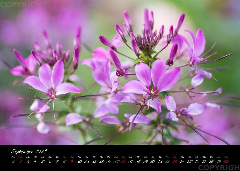(44) Bildkalender A4 quer - Pink Flowers 2018