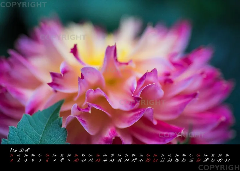 (39) Tischkalender A5 quer - Dahlienzauber 2018