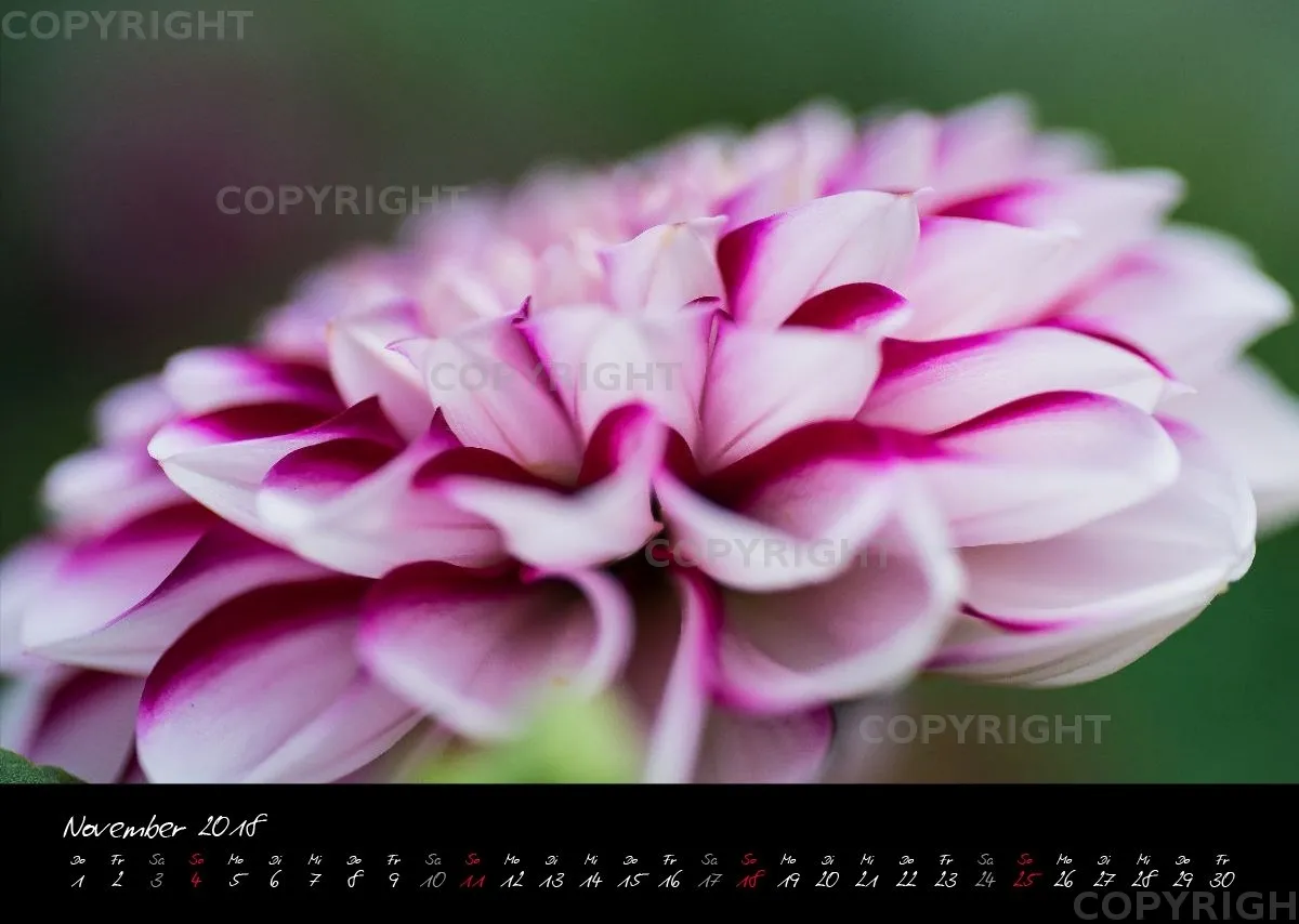 (38) Bildkalender A3 quer - Pink Flowers 2018
