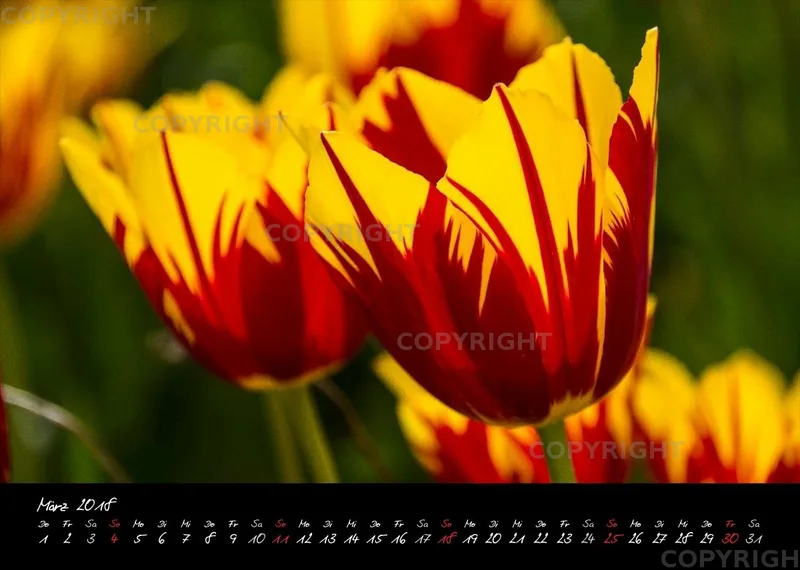 (8) Bildkalender A4 quer - Reilingen 2018