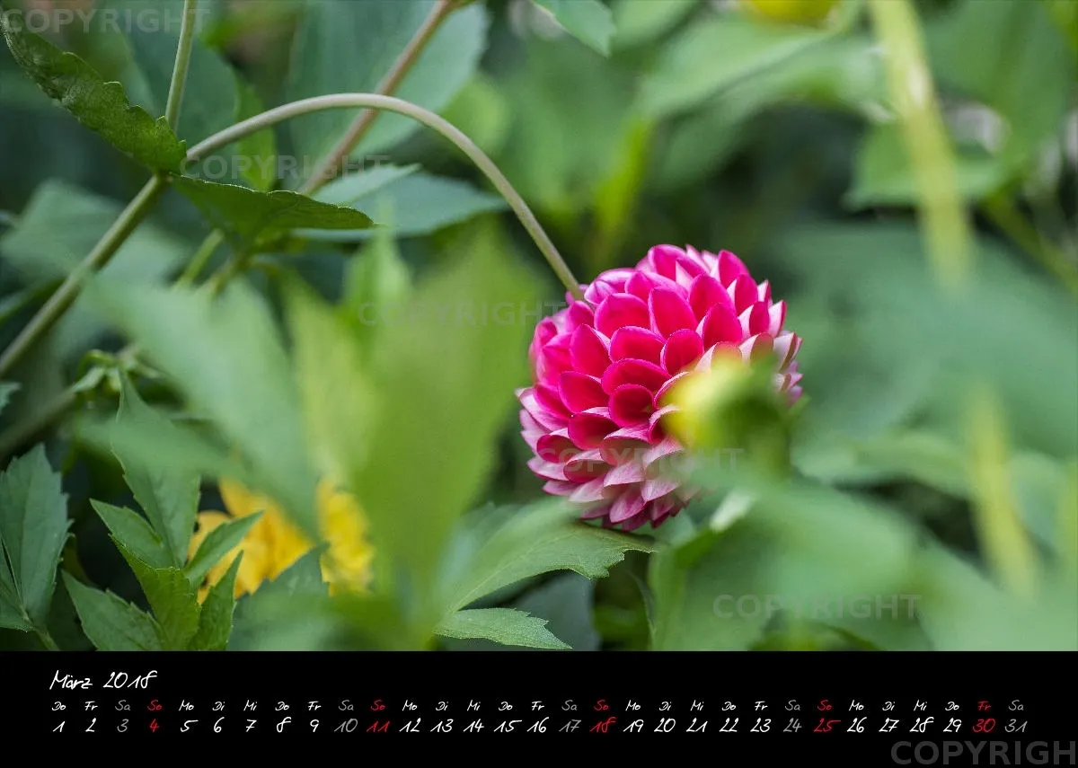 (44) Bildkalender A4 quer - Pink Flowers 2018