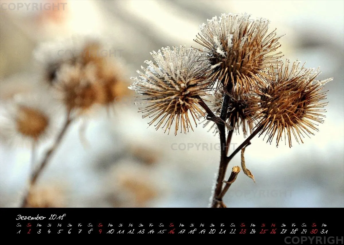 (8) Bildkalender A4 quer - Reilingen 2018