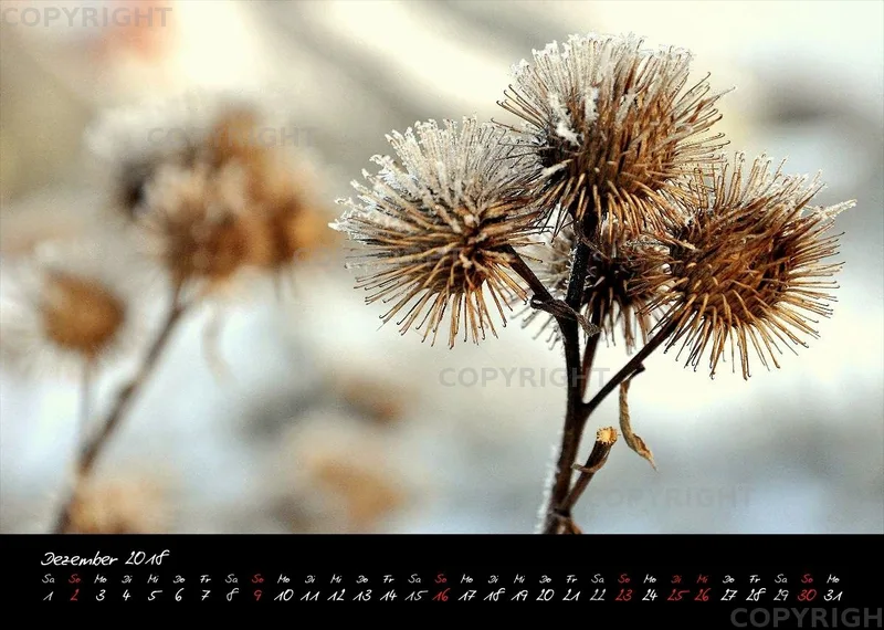 (8) Bildkalender A4 quer - Reilingen 2018