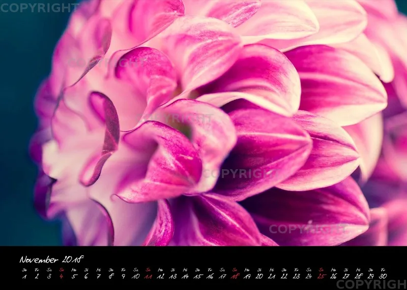 (25) Bildkalender A3 quer - Dahlien 2018