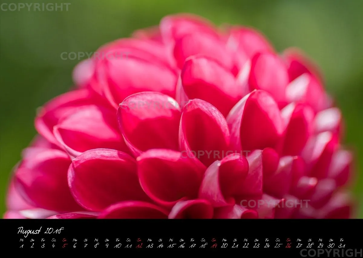 (37) Bildkalender A3 quer - Dahlien 2018