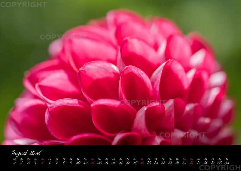(37) Bildkalender A3 quer - Dahlien 2018