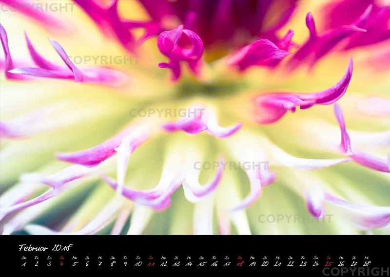 (25) Bildkalender A3 quer - Dahlien 2018