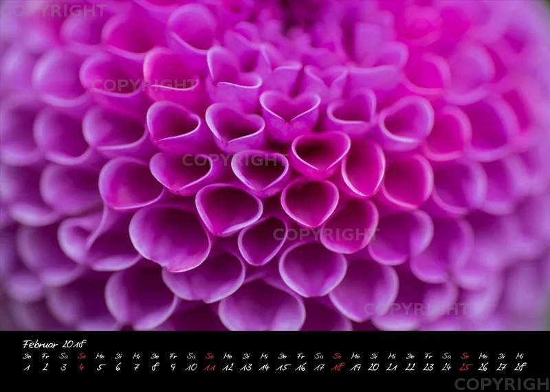(39) Tischkalender A5 quer - Dahlienzauber 2018
