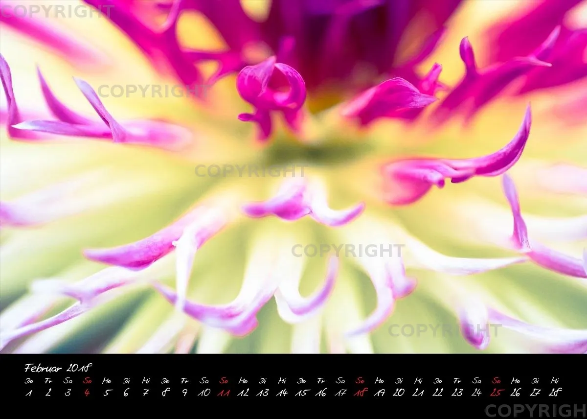(30) Tischkalender A5 quer - Dahlien 2018