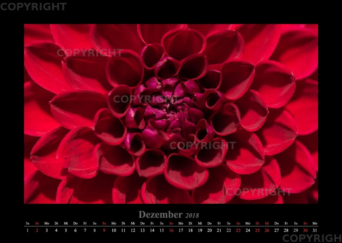 (46) Bildkalender A3 quer - Luisenpark Mannheim 2018