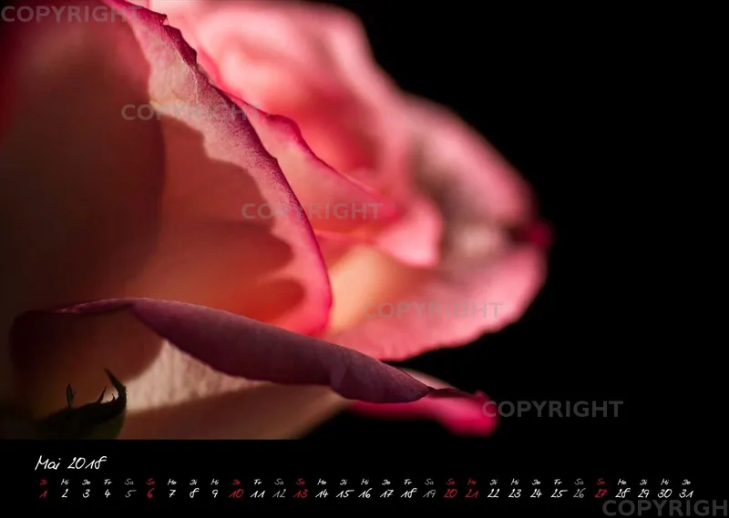 (23) Bildkalender A3 quer - Blumige Zeiten (II) 2018