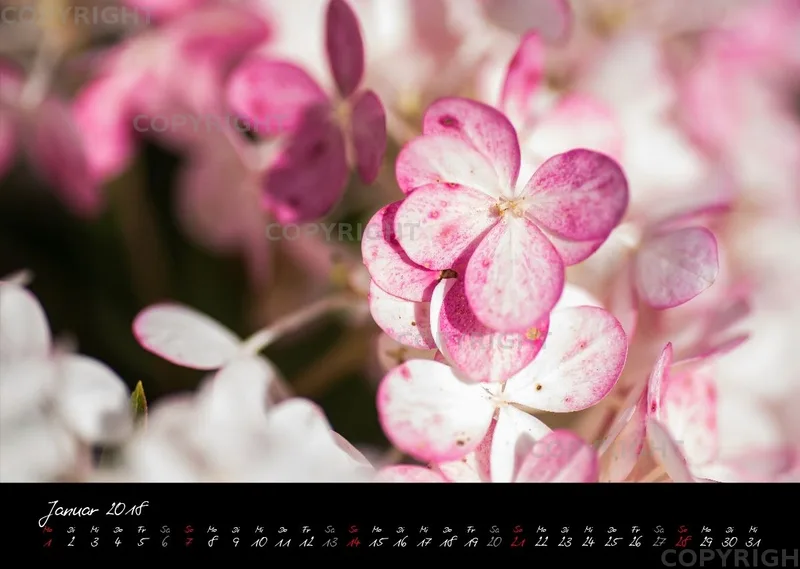 (38) Bildkalender A3 quer - Pink Flowers 2018
