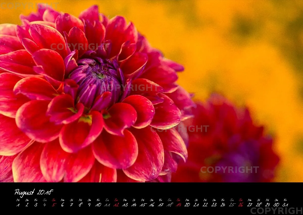 (23) Bildkalender A3 quer - Blumige Zeiten (II) 2018