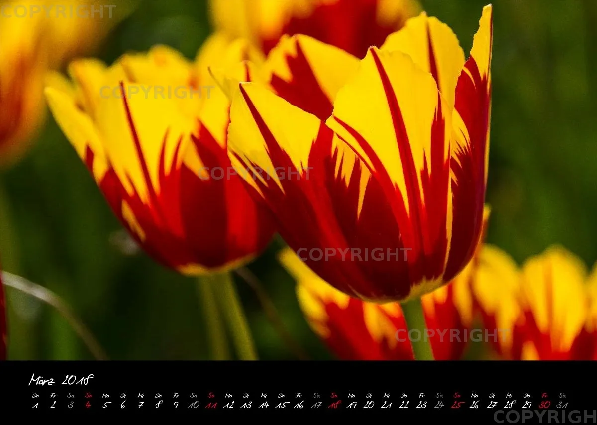 (23) Bildkalender A3 quer - Blumige Zeiten (II) 2018