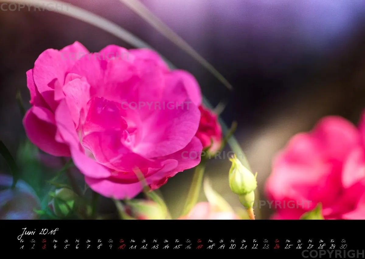 (38) Bildkalender A3 quer - Pink Flowers 2018