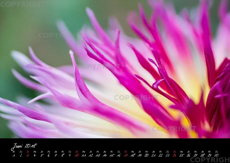 (25) Bildkalender A3 quer - Dahlien 2018