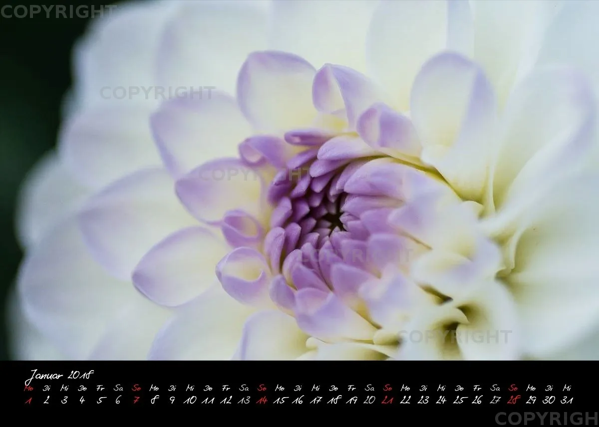 (30) Tischkalender A5 quer - Dahlien 2018