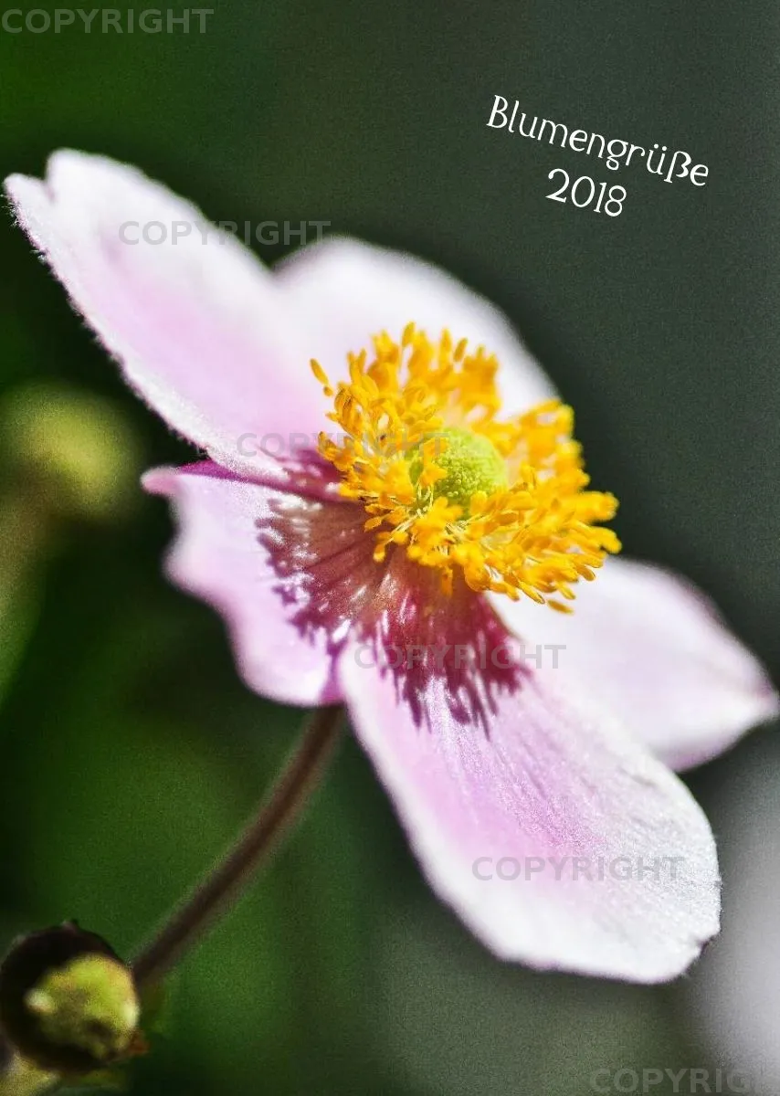 (6) Bildkalender A3 hoch - Blumengrüße 2018