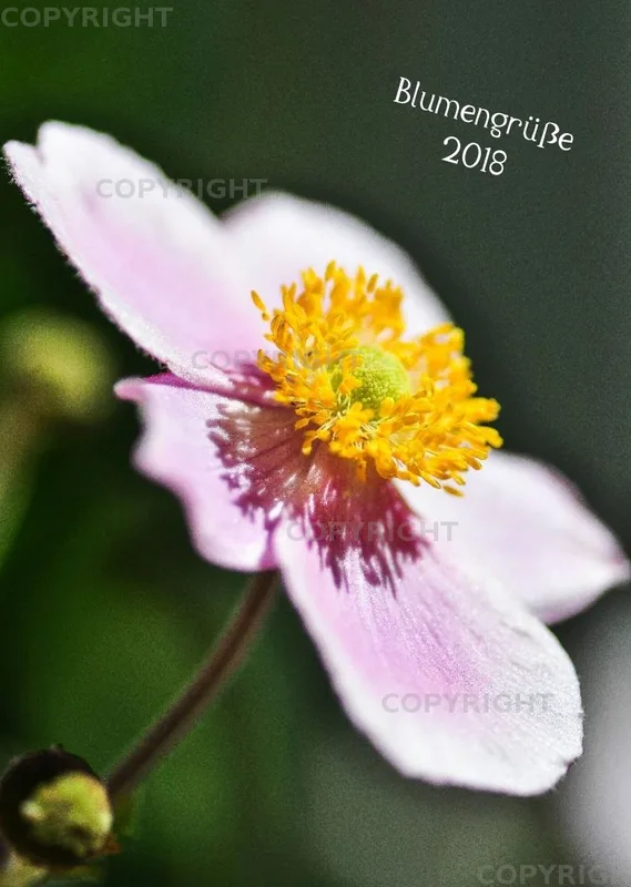 (6) Bildkalender A3 hoch - Blumengrüße 2018