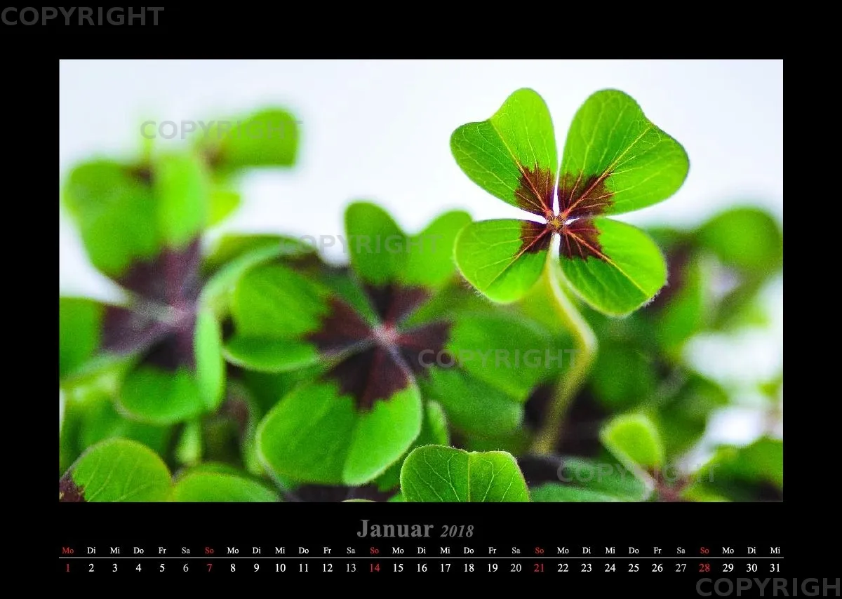 (22) Bildkalender A3 quer - Blumige Zeiten 2018