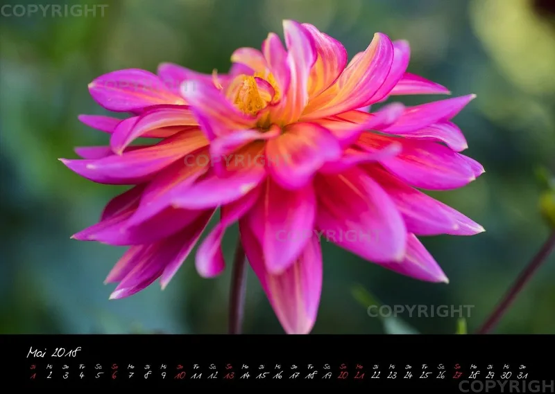 (37) Bildkalender A3 quer - Dahlien 2018