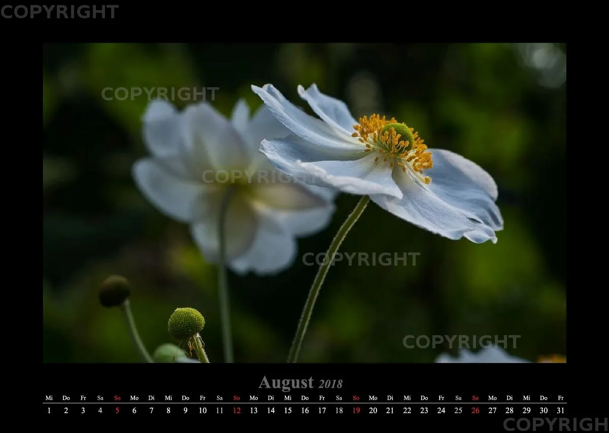 (22) Bildkalender A3 quer - Blumige Zeiten 2018