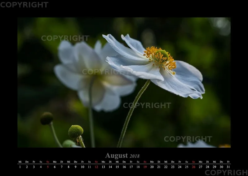 (22) Bildkalender A3 quer - Blumige Zeiten 2018