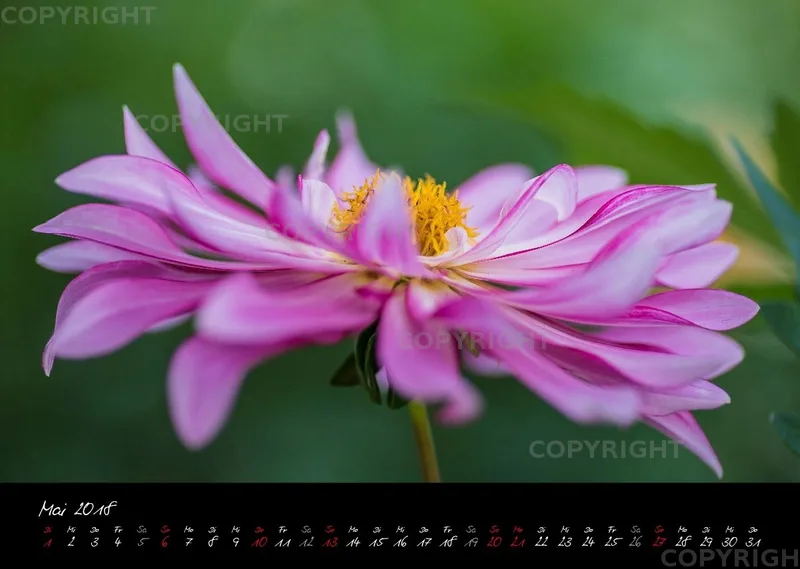 (38) Bildkalender A3 quer - Pink Flowers 2018