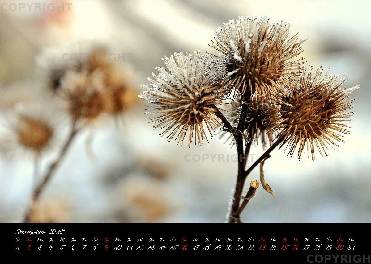 (2) Tischkalender A5 quer - Reilingen 2018