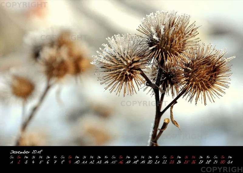 (2) Tischkalender A5 quer - Reilingen 2018