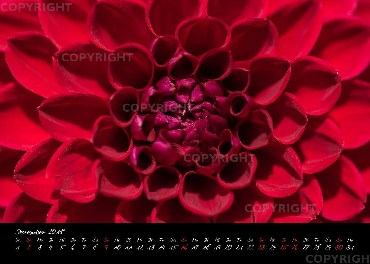 (39) Tischkalender A5 quer - Dahlienzauber 2018